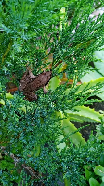 褐色青蛙坐在杜松子树枝上 — 图库照片