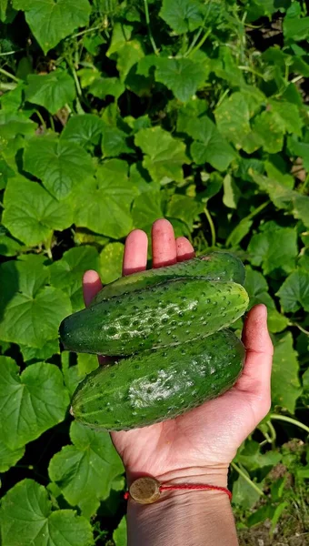 Frisch gepflückte Gurken, in der Hand vor dem Hintergrund eines Gurkenbeckens — Stockfoto