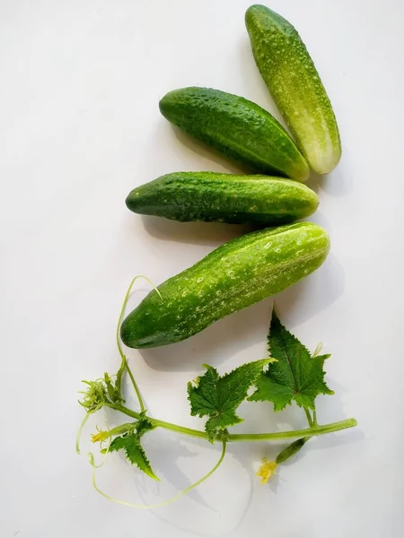 Flatlay of fresh farm cucumbers and flowering sprouts on white background — Stock Photo, Image