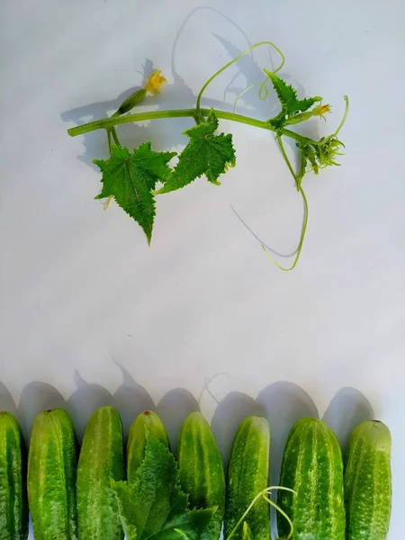 Flatlay of fresh farm cucumbers and flowering sprouts on white background — Stock Photo, Image