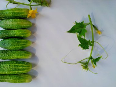 Beyaz arka planda taze çiftlik salatalıkları ve çiçek açan filizler.