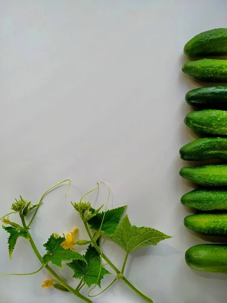 flatlay of fresh farm cucumbers and flowering sprouts on white background