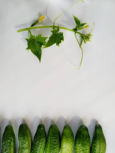 Fresh farm cucumbers and flowering sprouts on white background — Stock Photo, Image