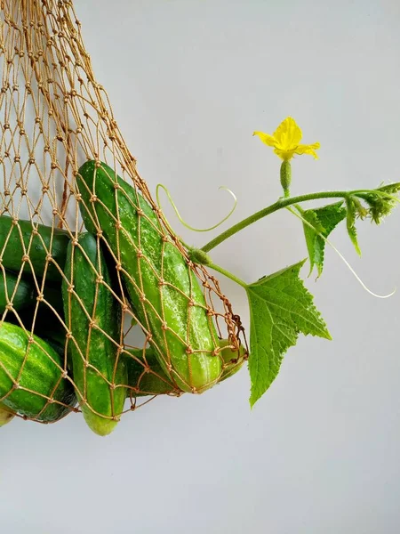 Gurken aus dem Garten in einer Saitentüte auf hellem Holz — Stockfoto