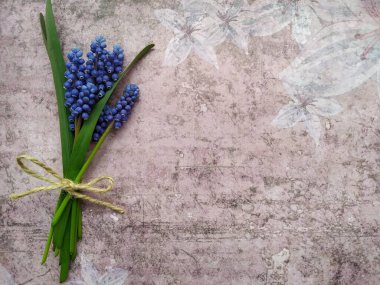 Küçük bir buket bahar mavisi muscari çiçeği keten dantelli peçetenin üzerinde yatıyor.