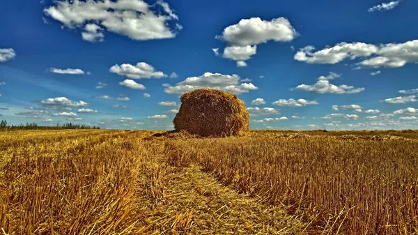 Letní krajina. Žito posekané pod jasně modrou oblohou se světlými mraky — Stock fotografie