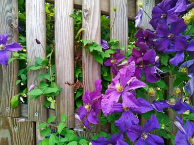 eskimiş ahşap çitin üzerinde mor klematis.