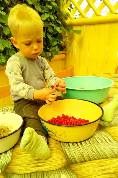 Pequeño chico rubio ayuda a ordenar las grosellas rojas —  Fotos de Stock