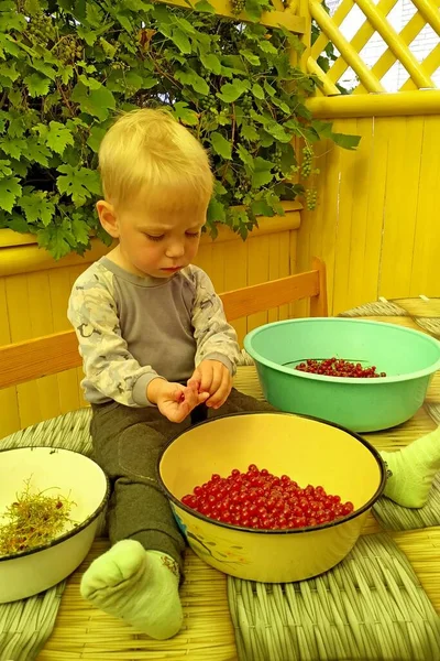 Pequeño chico rubio ayuda a ordenar las grosellas rojas —  Fotos de Stock
