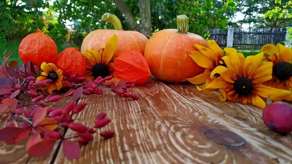 De herfstkleuren. platlay van rudbeckia, pompoenen, gevallen bladeren, bosbessen en appels — Stockfoto