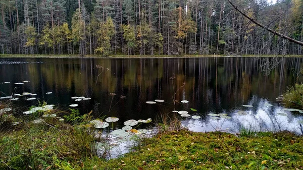 구름이 그 안에 반사되어 있는 숲의 호수. 평온 한 가을 풍경 — 스톡 사진