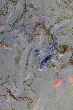 Nishikigoi - Koi fish in water - Brocade carp