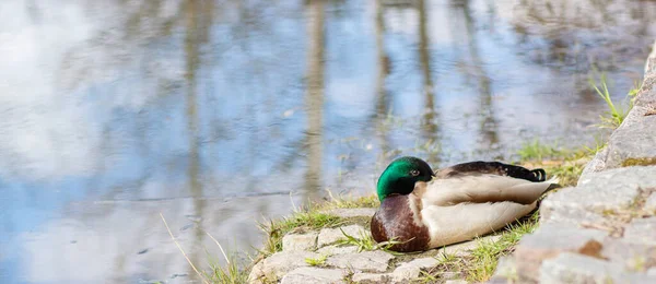 Erkek yaban ördeği anası platyrhynchos Bir göletin kıyısında ördek