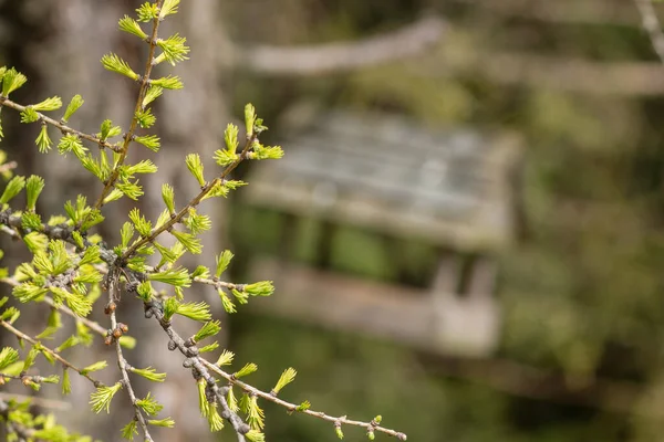 Bulanık kuş evinin arka planında bahar ağacı dalı var. konsept - doğanın uyanışı