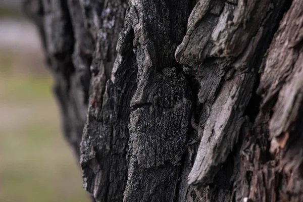 Sonbahar ormanının arka planında eski bir ağaç kabuğunu kapat.