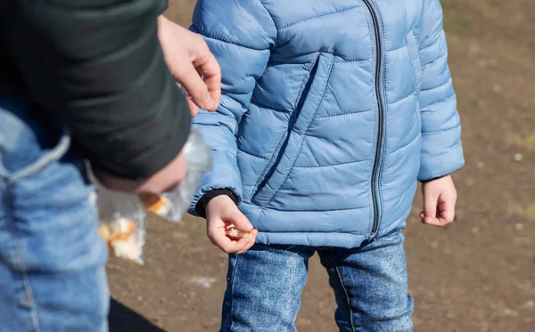 Baba ve oğulun ellerine yakın plan, ekmek kırıntıları veriyor.