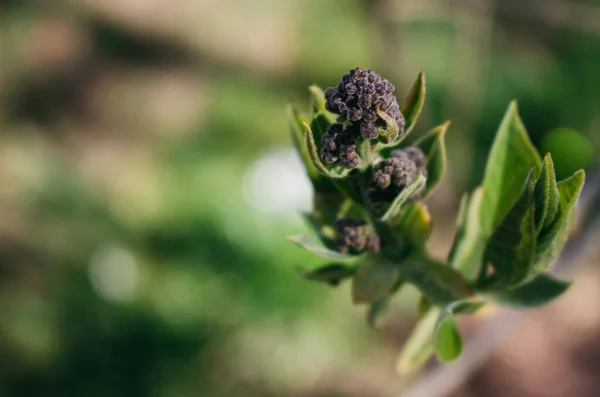 Patlamamış leylak dalları. Yumuşak odaklanma. arkaplanda bokeh