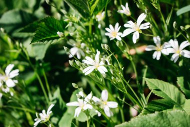 Ormandaki Beyaz Anemone Nemorosa Çiçekleri. Vahşi Anemone, Rüzgâr Çiçekleri, Anemone Ormanı, Thimbleweed.