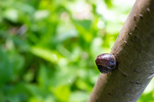 Close-up de um belo caracol. caracol rastejando ao longo do tronco. foco seletivo. Lugar para o seu texto . — Fotografia de Stock