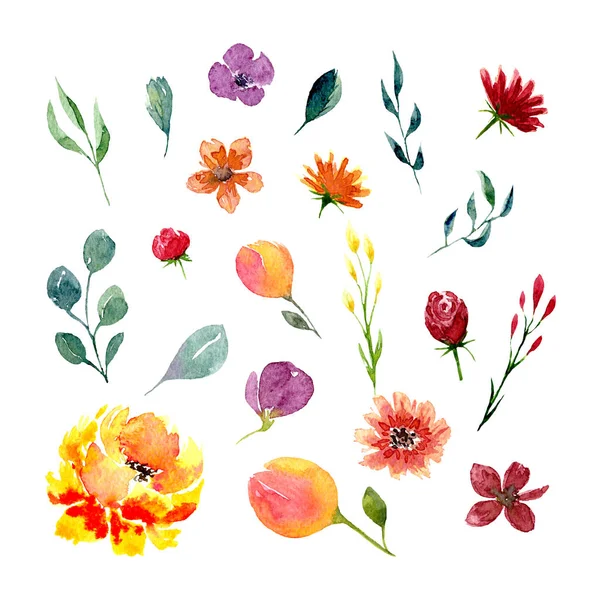Uppsättning av akvarell blommor och blad — Stockfoto