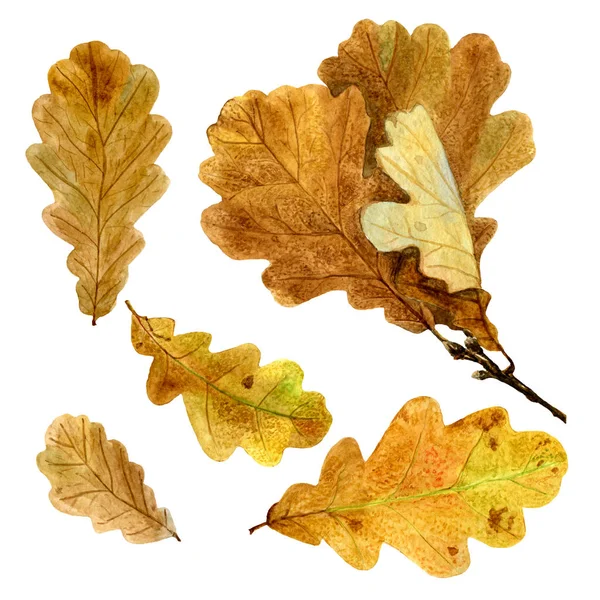 Zestaw akwarela dąb jesienny liść — Zdjęcie stockowe