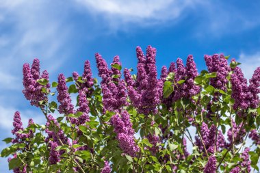 Mavi gökyüzü güneşli bahar gününde leylak çalılar