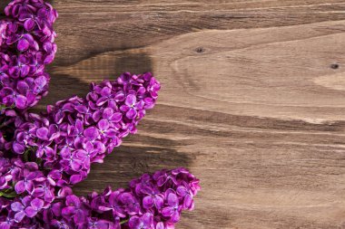 Üç eflatun çiçek açan burgeon sol köşe kahverengi ahşap yüzey üzerinde aşağı. Keskin odaklı güzel fotoğraf