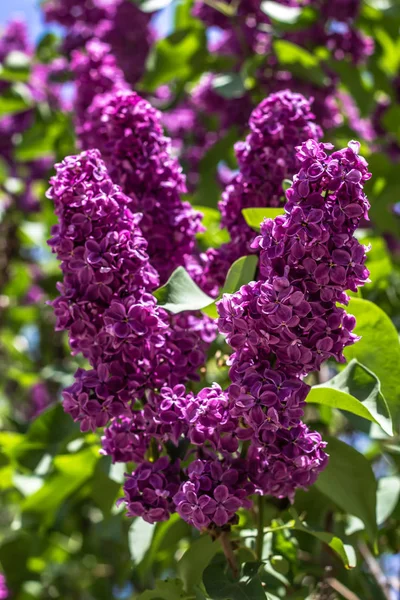 Lila çalılar closeup bahçede. Çiçekleri stright