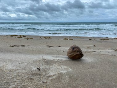 Sahilde okyanusun önündeki bir hindistan cevizinin arka planı..