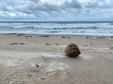 Sahilde okyanusun önündeki bir hindistan cevizinin arka planı..