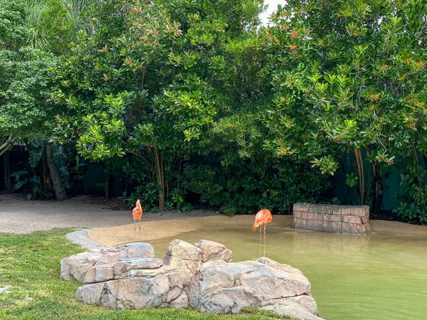 Flamants Roses Orange Sieste Promène Dans Stylo Dans Zoo — Photo