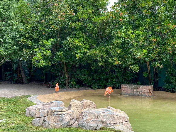 Flamants Roses Orange Sieste Promène Dans Stylo Dans Zoo — Photo