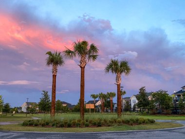 Güzel pembe, turuncu ve mavi gün batımı. Kenar mahallelerde palmiye ağaçları var..