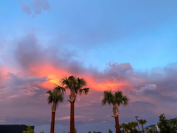 Прекрасний Рожевий Помаранчевий Синій Захід Сонця Пальмами Передмісті — стокове фото