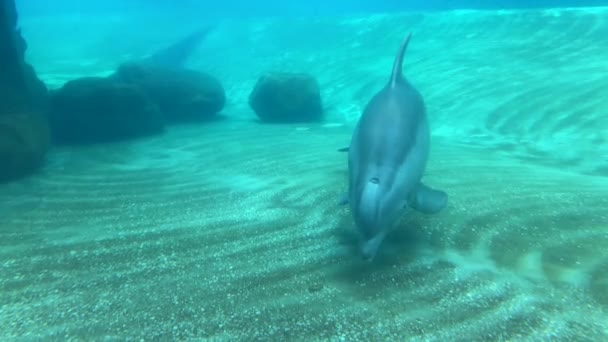 Onderwatervideo Van Dolfijnen Die Zwemmen Een Grote Zoutwatertank Video — Stockvideo