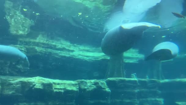 Manatee Simmar Stor Undervattensbassäng Djurpark Video — Stockvideo