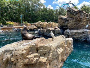 Orlando, FL / USA-7 / 12 / 20: Orlando, Florida 'daki Seaworld' de Pasifik Noktası Koruma Alanında bir kayanın üzerinde dinlenen Deniz Aslanı.