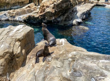 Orlando, FL / USA-7 / 12 / 20: Orlando, Florida 'daki Seaworld' de Pasifik Noktası Koruma Alanında bir kaya üzerinde dinlenen bir anne ve yavru deniz aslanı.