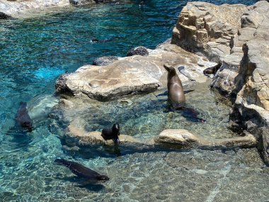 Orlando, FL / USA-7 / 12 / 20: The Sea Lions and Harbor Seals at the Pacific Point Preserve area at Orlando, Florida.