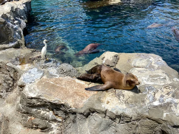 Orlando Usa Una Madre Cucciolo Leone Marino Riposano Una Roccia — Foto Stock