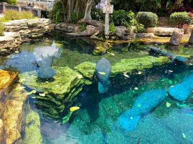 Orlando, FL / USA-7 / 12 / 20: Manatee 'nin yediği ve yüzdüğü tank Orlando, FL.