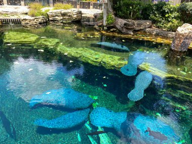 Orlando, FL / USA-7 / 12 / 20: Manatee 'nin yediği ve yüzdüğü tank Orlando, FL.