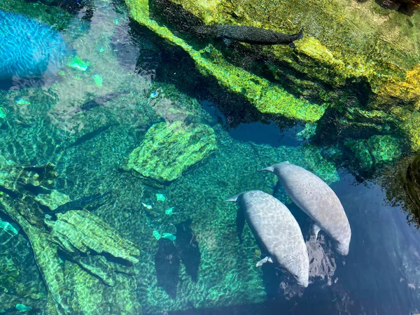 Orlando Usa Tank Manatee Eating Swimming Seaworld Orlando — стоковое фото