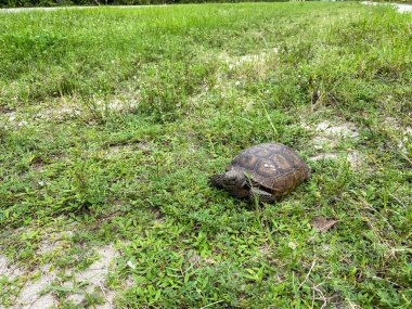Florida 'da çimenli bir alanda yürüyen sincap kaplumbağası..