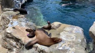 Orlando, FL / USA-7 / 12 / 20: Bir anne ve bebek Deniz Aslanı bir kayanın üzerinde dinlenirken diğer Deniz Aslanları Seaworld 'de yüzüyor ve onların etrafında oynuyorlar