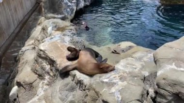 Orlando, FL / USA-7 / 12 / 20: Bir anne ve bebek Deniz Aslanı bir kayanın üzerinde dinlenirken diğer Deniz Aslanları Seaworld 'de yüzüyor ve onların etrafında oynuyorlar
