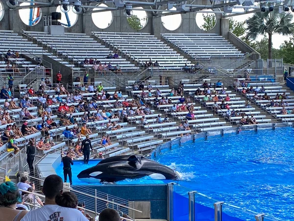 Orlando Usa Orca Killer Whale Exhibit Seaworld — Foto Stock