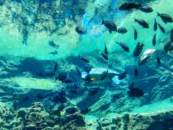 Meeresschildkröte Schwimmt Aquarium Bei Schildkrötenausstellung Zoo — Stockfoto