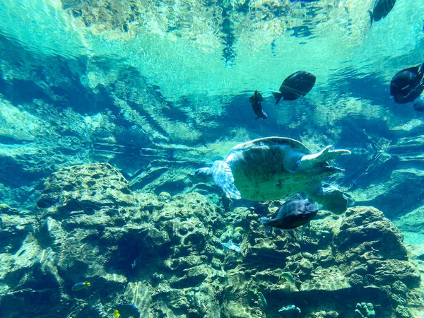 Tortuga Marina Nadando Acuario Exposición Tortugas Zoológico —  Fotos de Stock