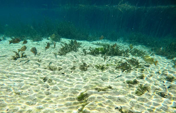 Une École Crapets Poissons Basse Dans Rainbow River Situé Dunnellon — Photo